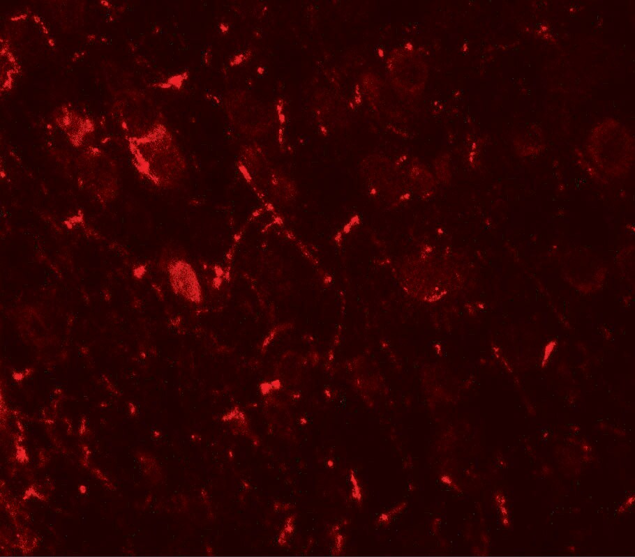 ULK1 Antibody - BSA Free