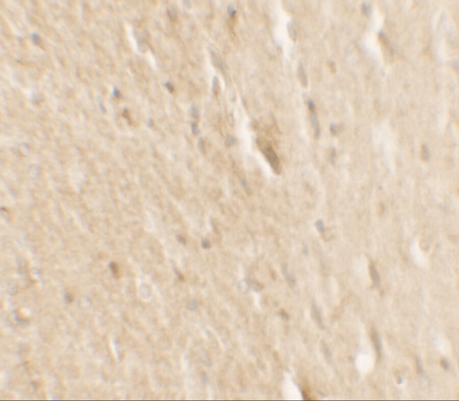B-Raf Antibody - BSA Free