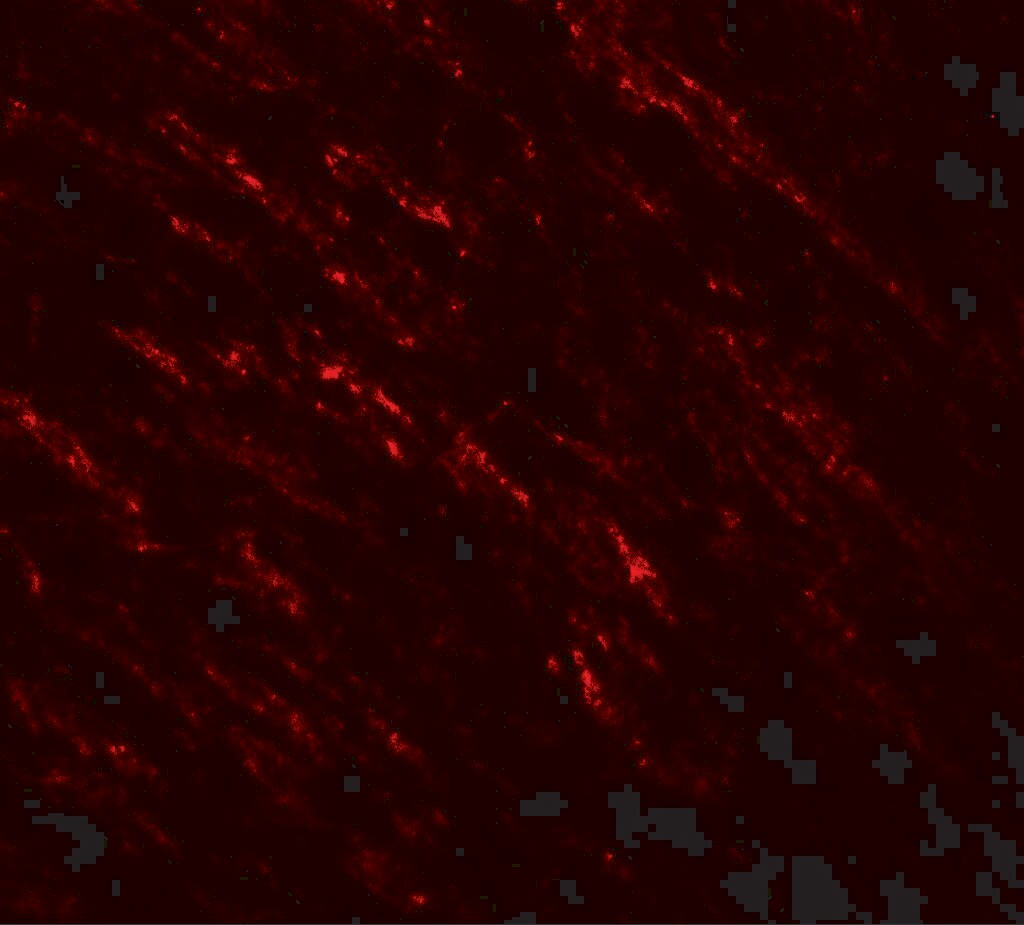 B-Raf Antibody - BSA Free