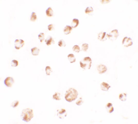 TIF1 alpha Antibody - BSA Free