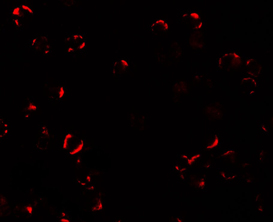 TIF1 alpha Antibody - BSA Free