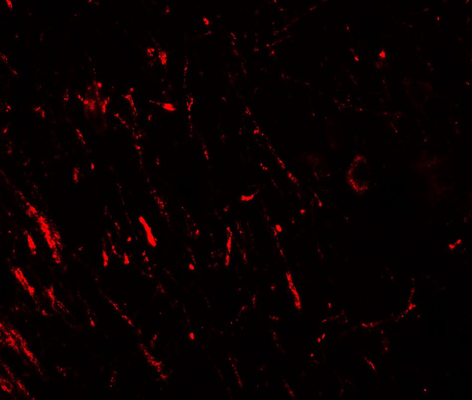 PRAS40 Antibody - BSA Free
