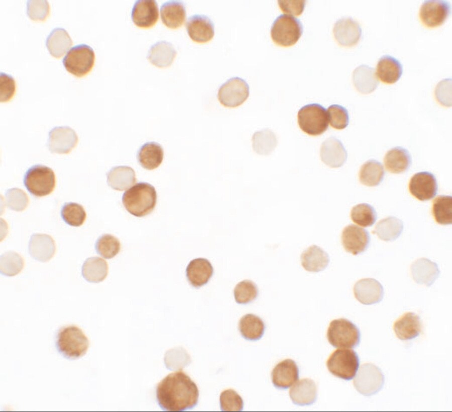 NCBP1 Antibody - BSA Free