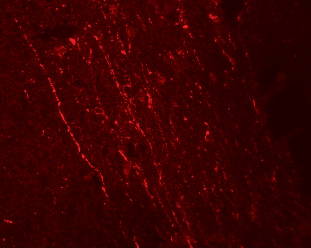 FGFR3 Antibody - BSA Free