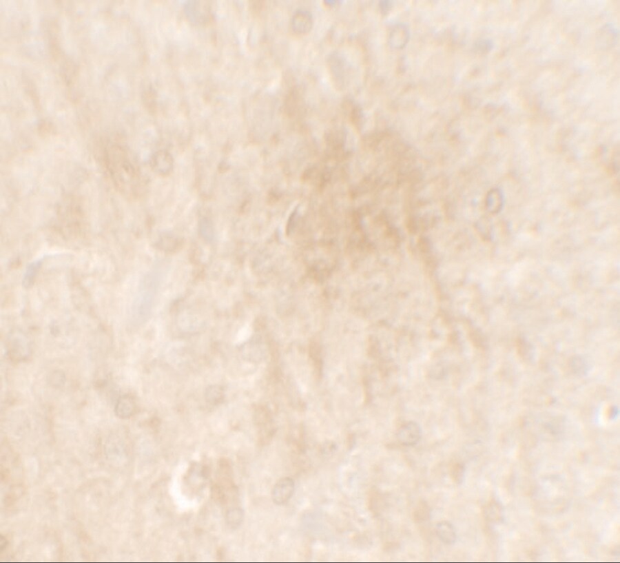 FGFR3 Antibody - BSA Free