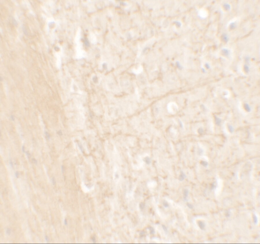 Aminopeptidase PILS/ARTS1 Antibody - BSA Free