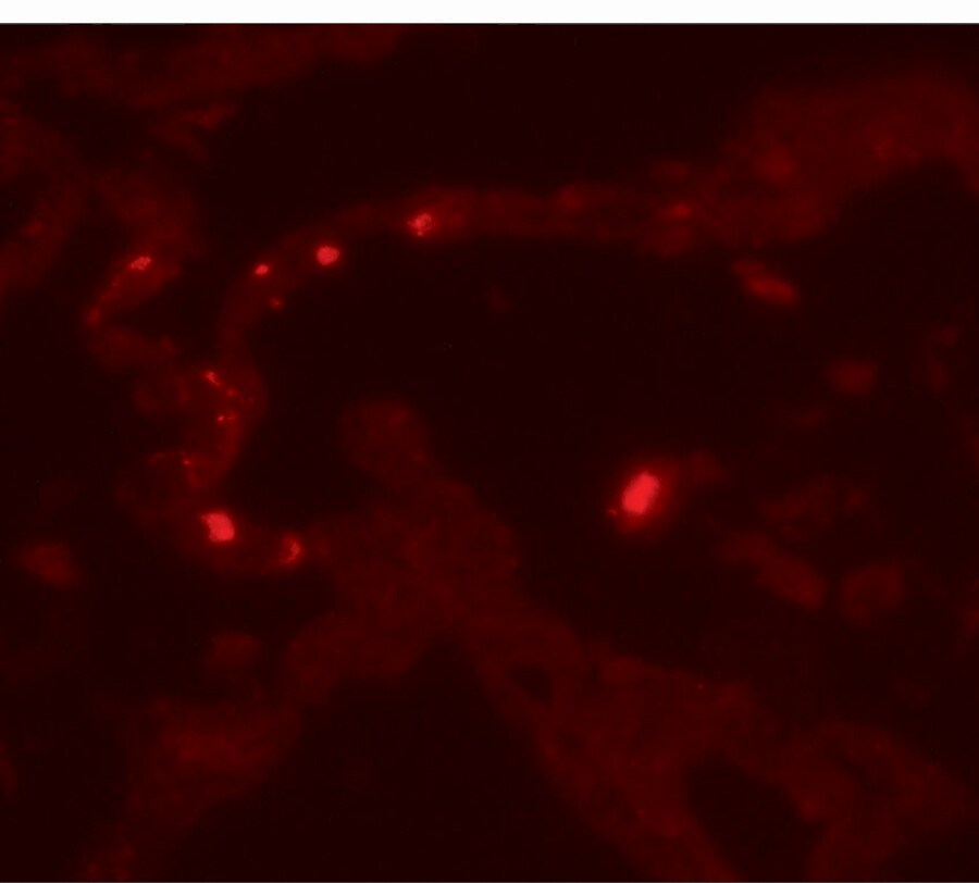 MMP-9 Antibody - BSA Free