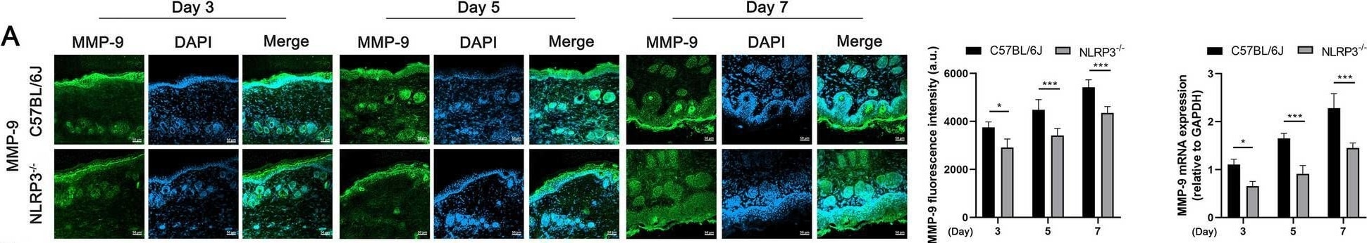 MMP-9 Antibody - BSA Free