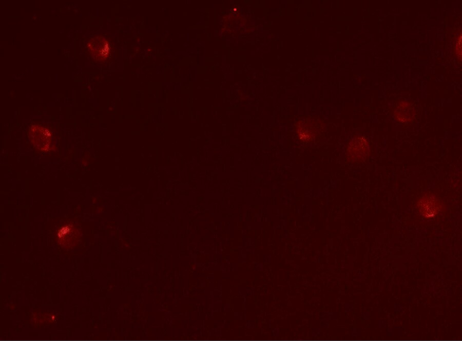 CD160 Antibody - BSA Free
