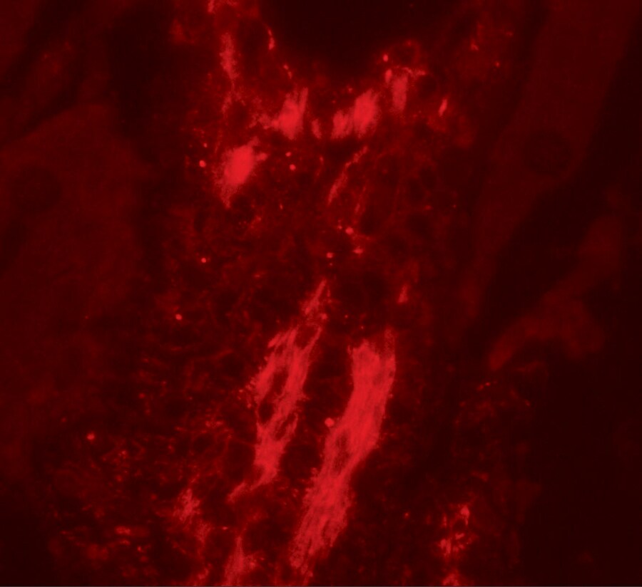 Vinculin Antibody - BSA Free
