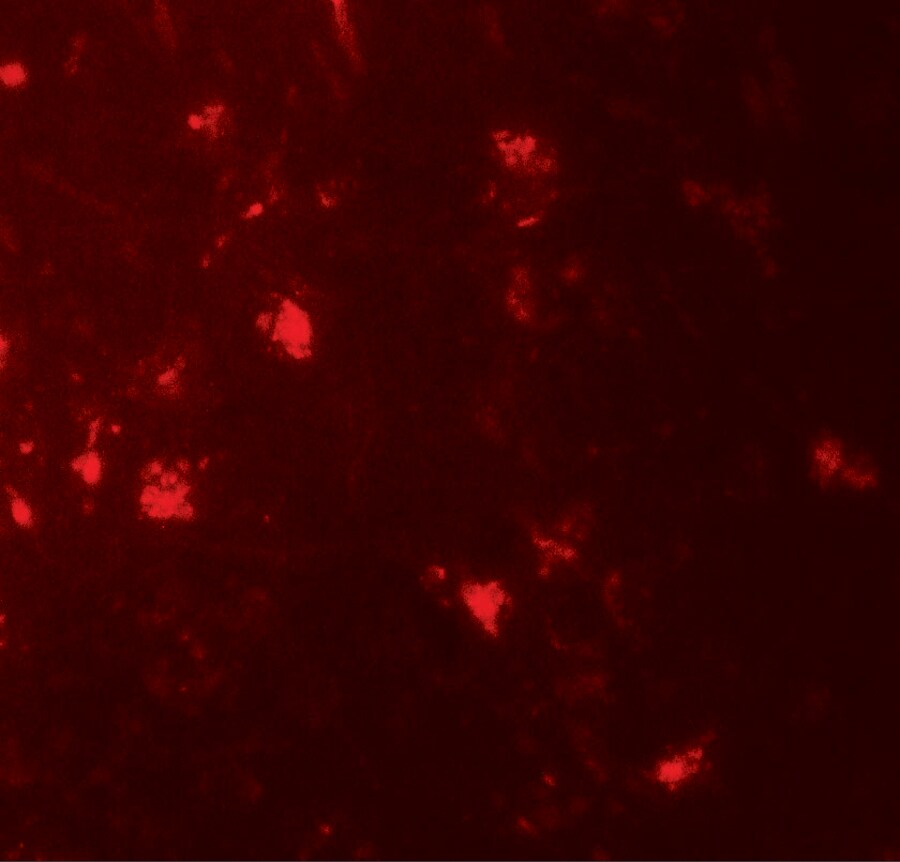 IL-36 alpha/IL-1F6 Antibody - BSA Free
