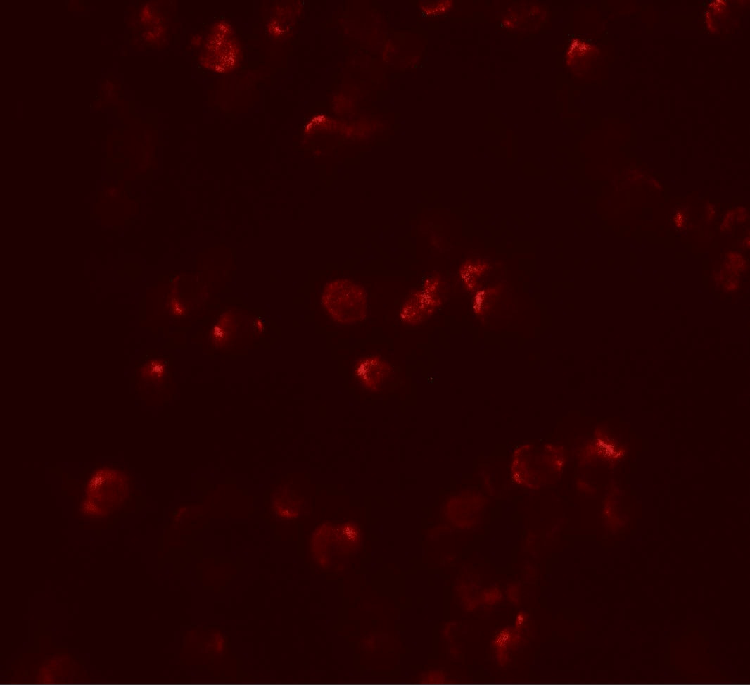 IL-22 Antibody - BSA Free
