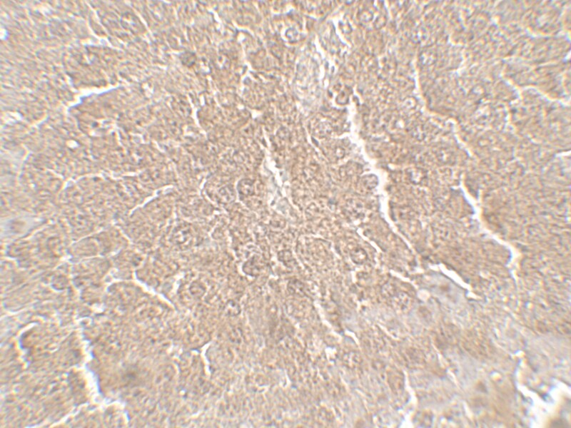 RPSA Antibody - BSA Free