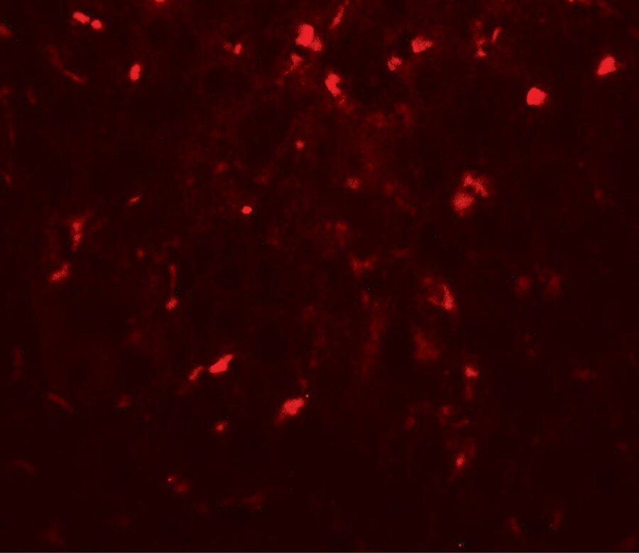 RPSA Antibody - BSA Free