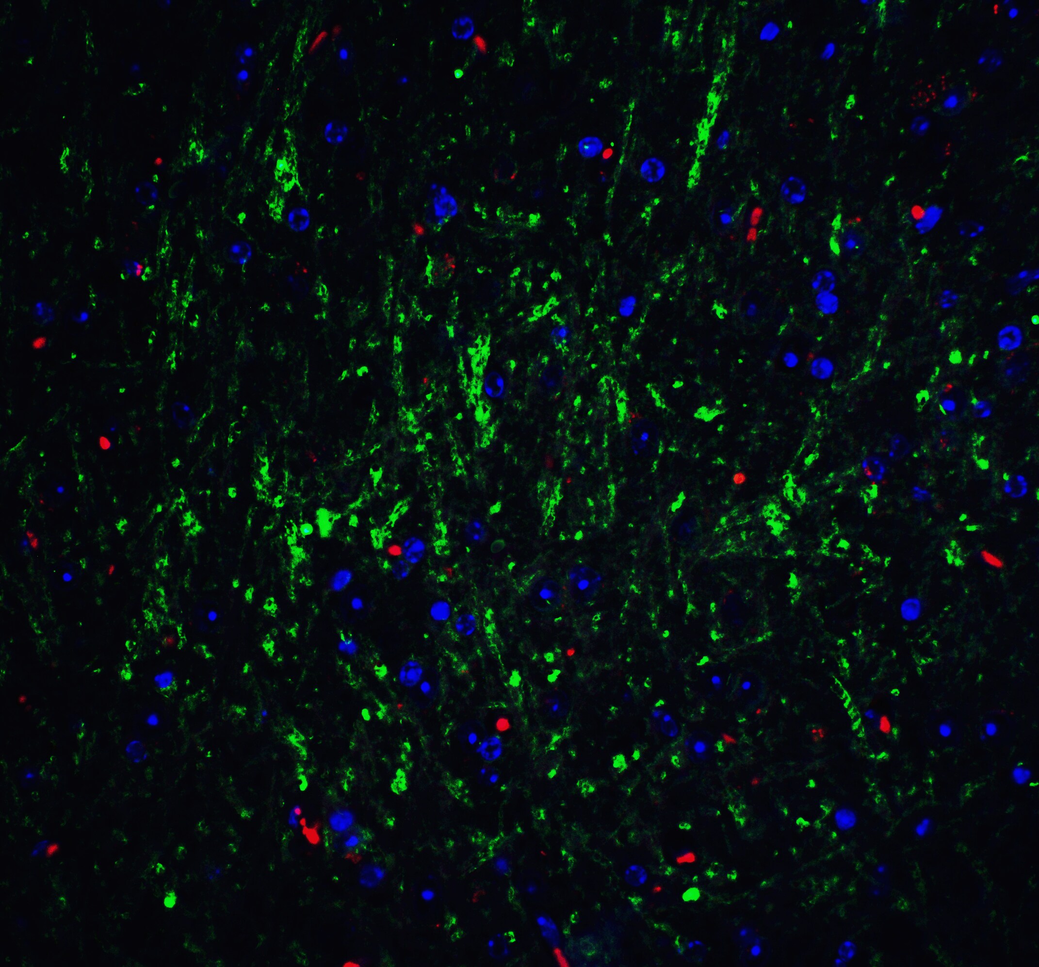 RPSA Antibody - BSA Free