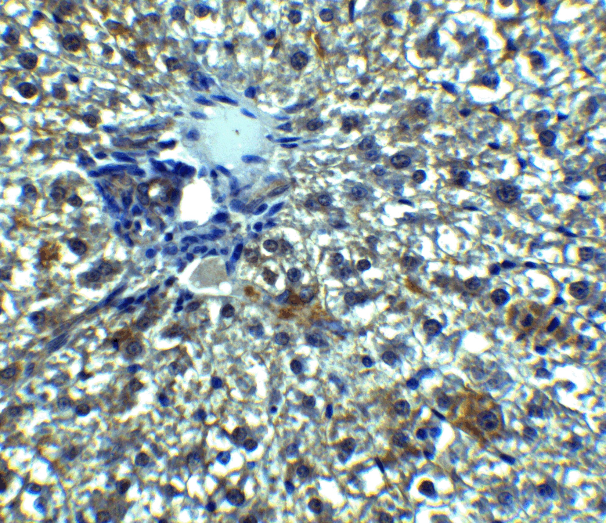 Angiopoietin-like protein 8/Betatrophin Antibody - BSA Free
