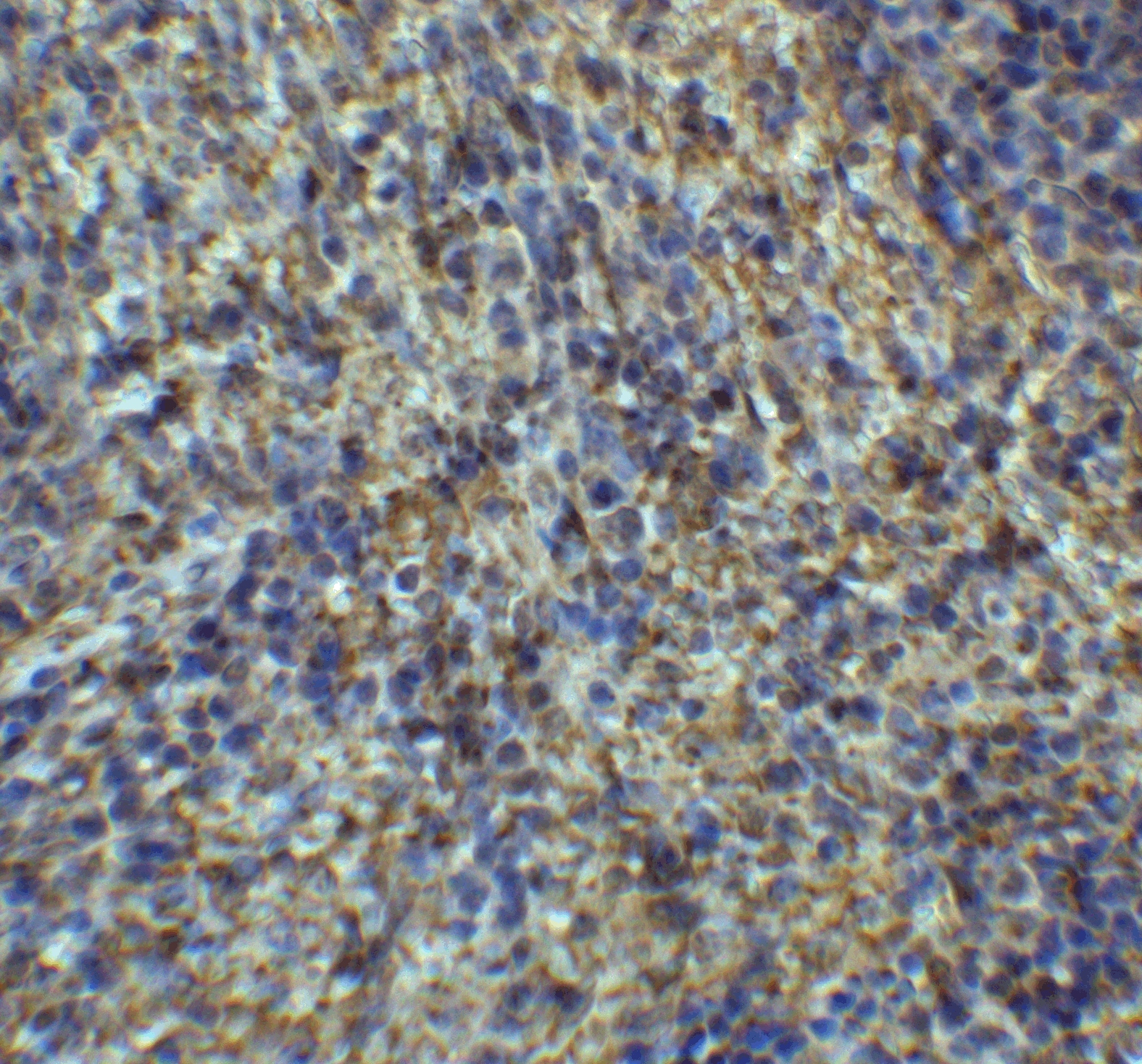 Arrestin 3 Antibody - BSA Free
