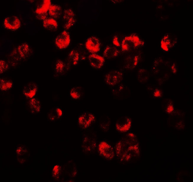 CXCR3 Antibody - BSA Free