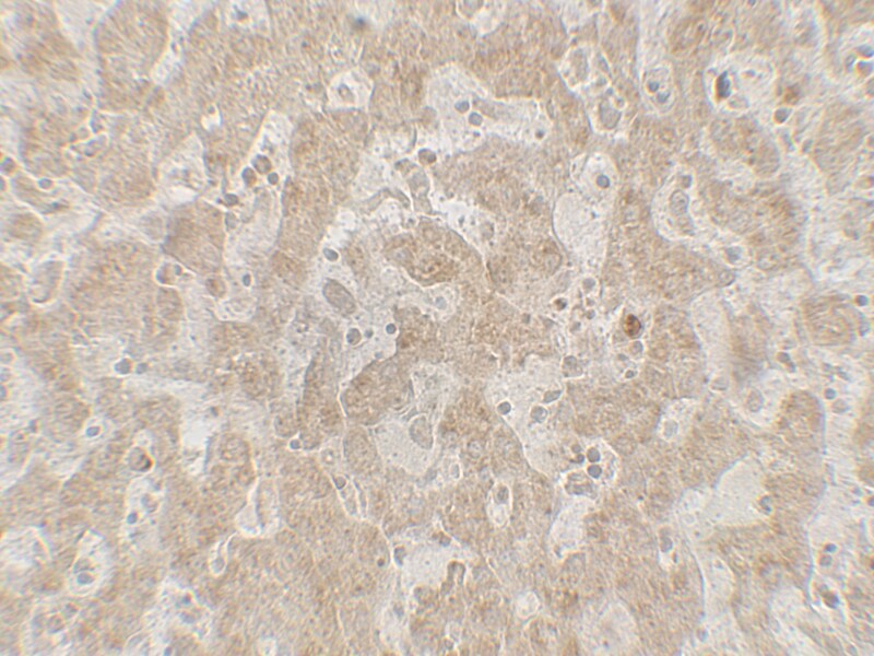 CCR7 Antibody - BSA Free