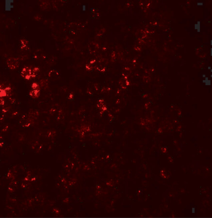 CCR7 Antibody - BSA Free