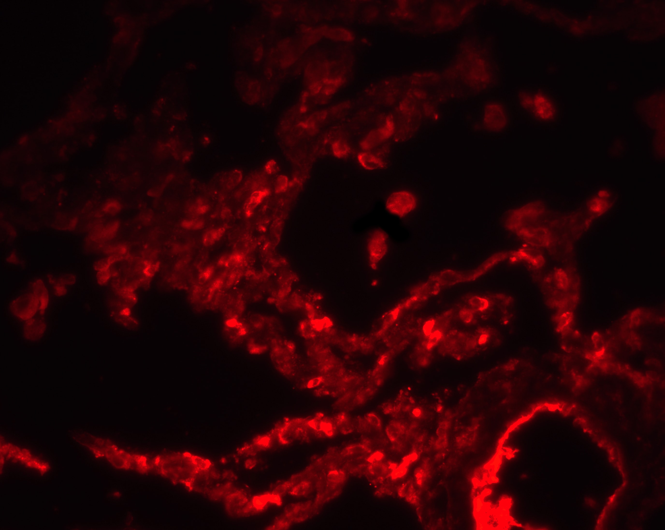 SPNS1 Antibody - BSA Free