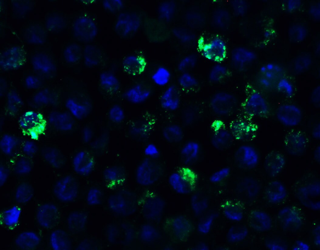 HMGB1/HMG-1 Antibody - BSA Free