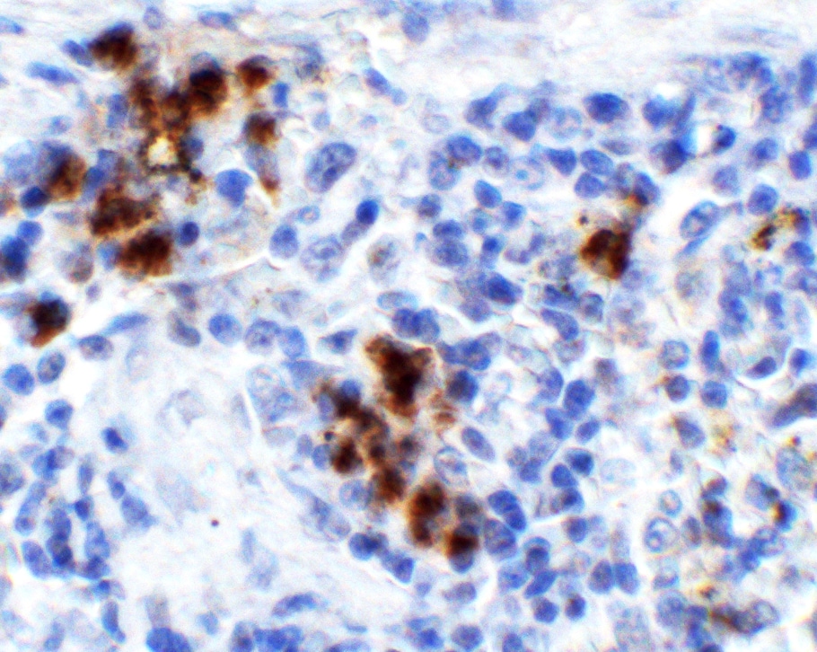 HMGB1/HMG-1 Antibody - BSA Free