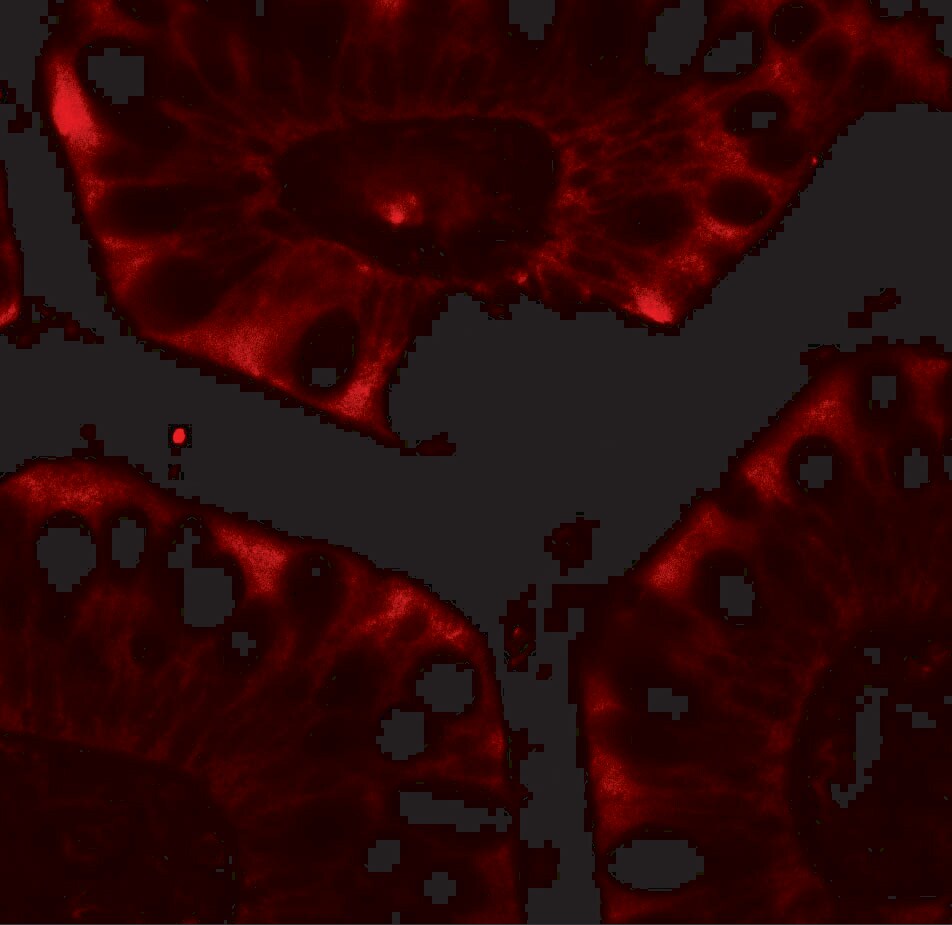 CFTR Antibody - BSA Free