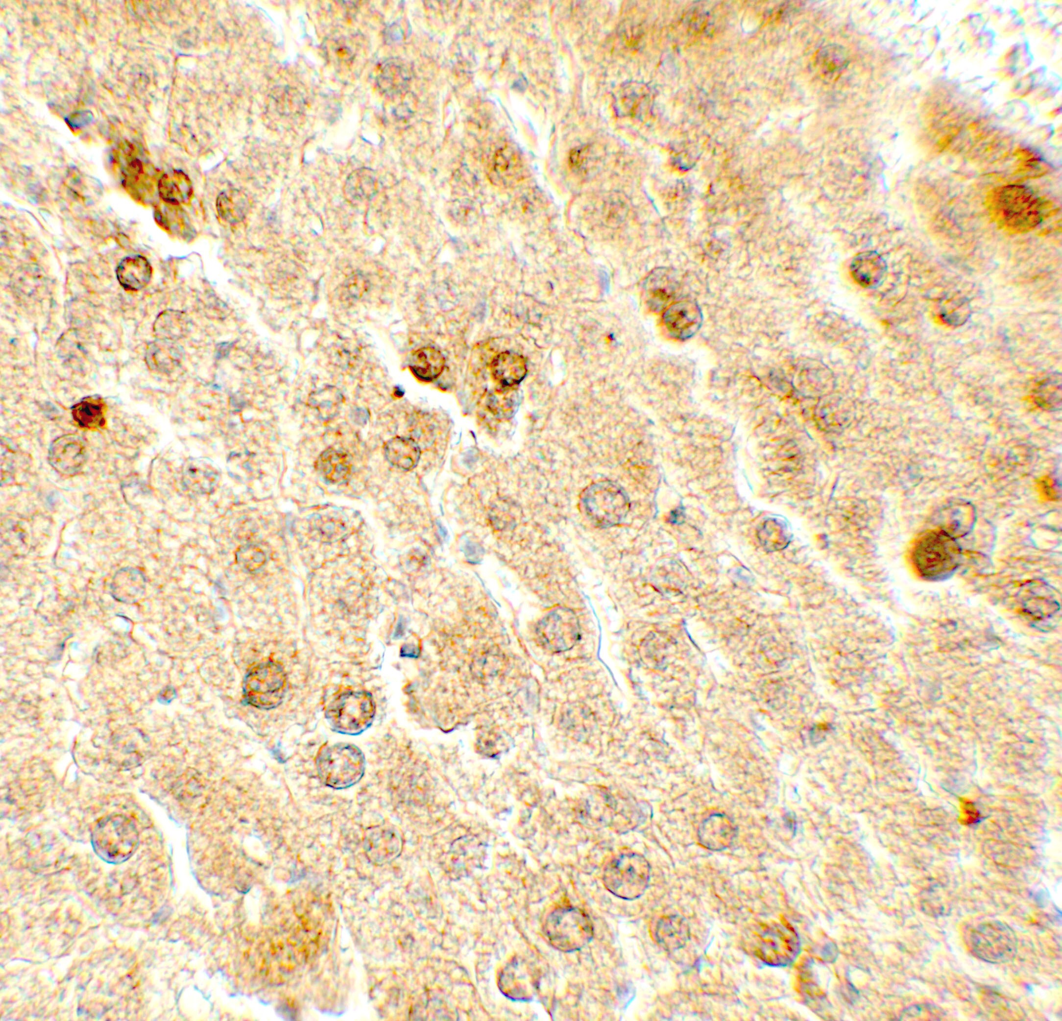 TAF9 Antibody - BSA Free