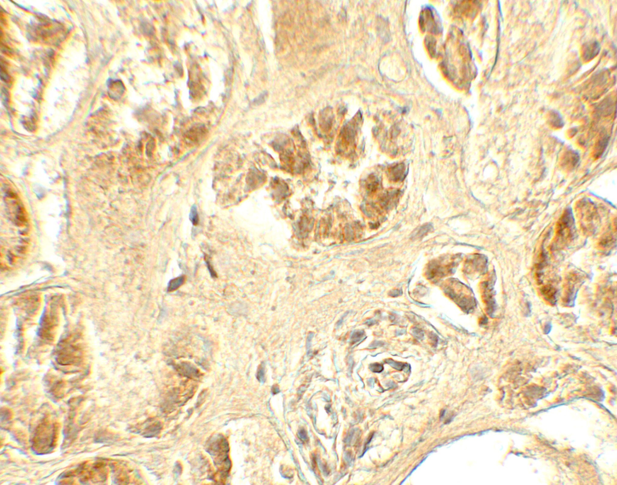 GDPD5 Antibody - BSA Free