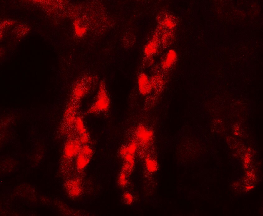 GDPD5 Antibody - BSA Free