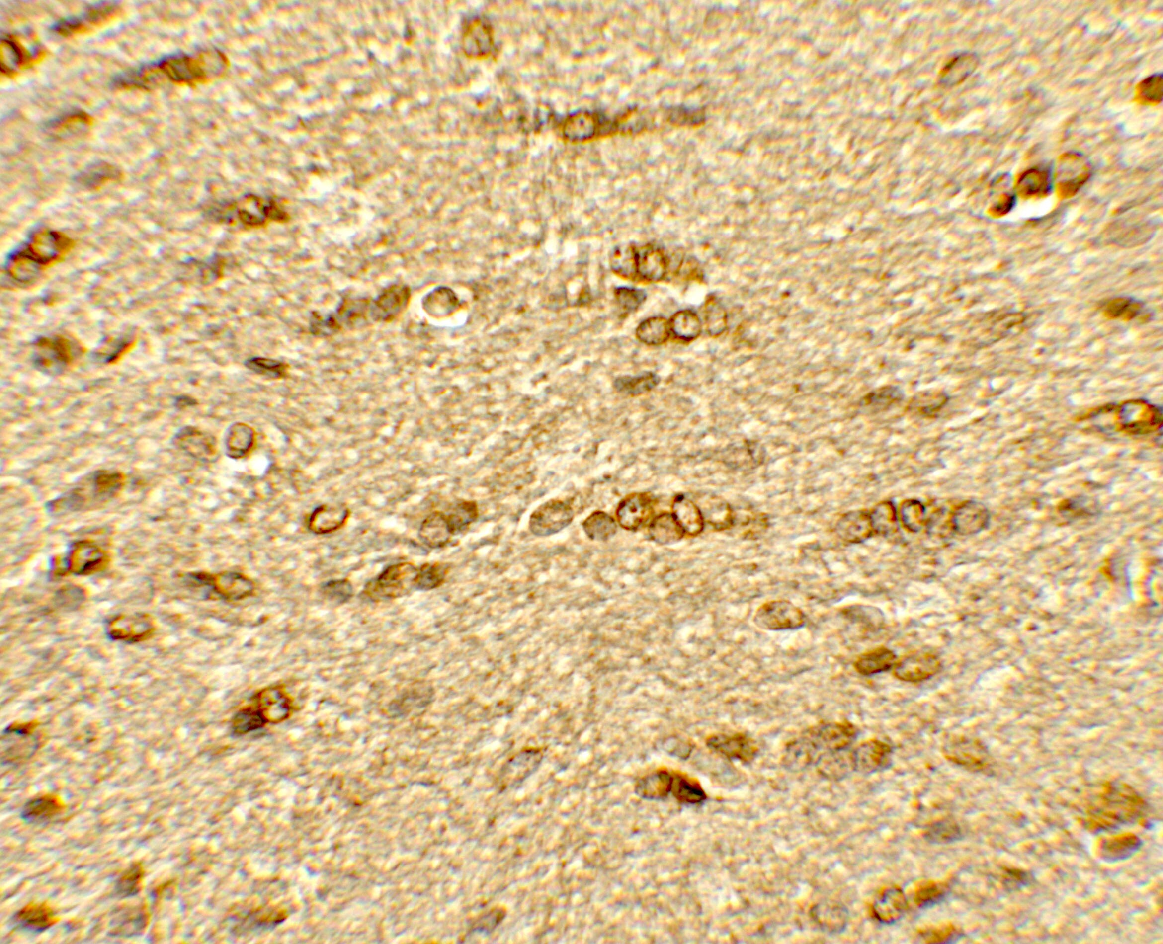 Olig2 Antibody - BSA Free
