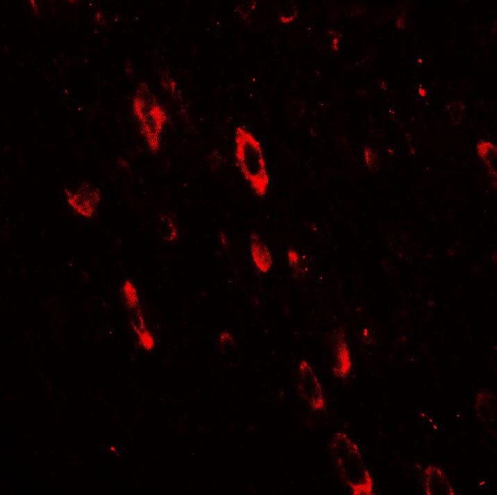 Olig2 Antibody - BSA Free