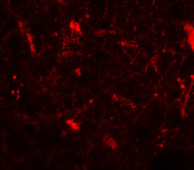 Corticotropin Releasing Factor Antibody - BSA Free