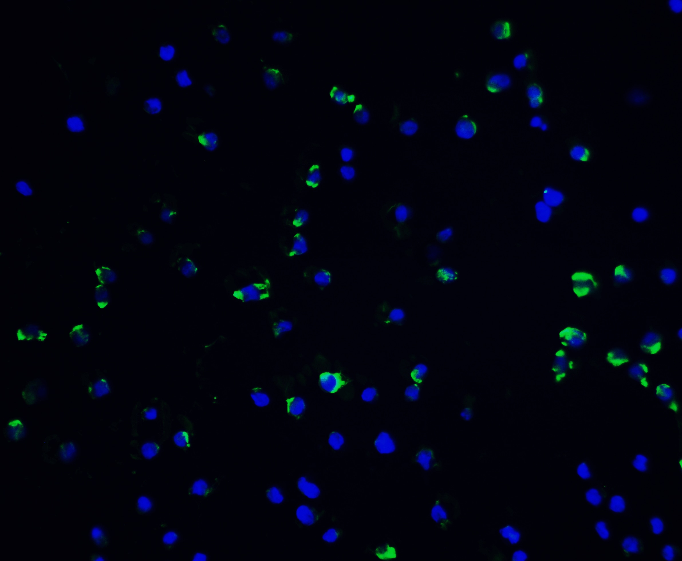 Vinculin Antibody - BSA Free