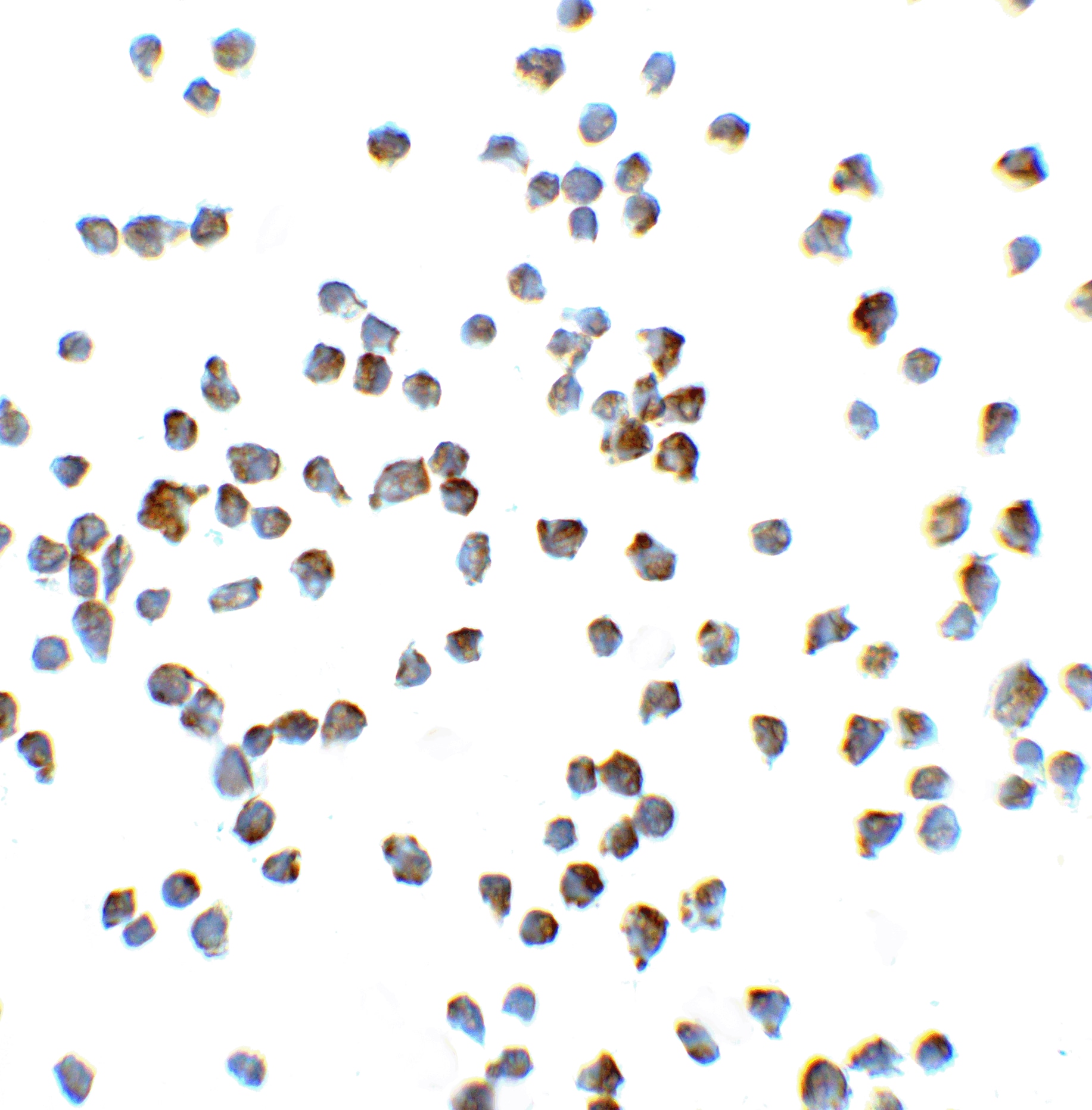 Vinculin Antibody - BSA Free