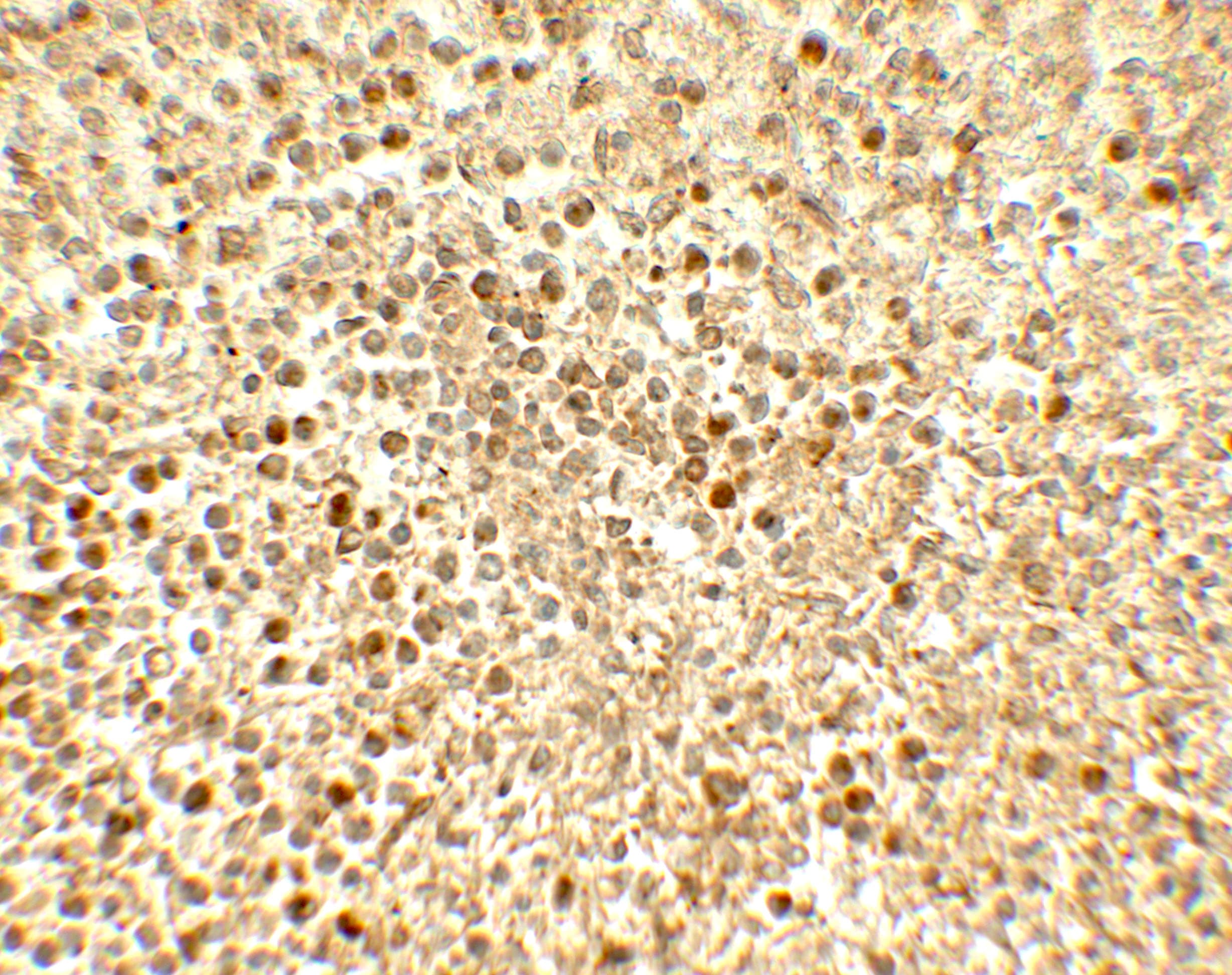 SREBP2 Antibody - BSA Free