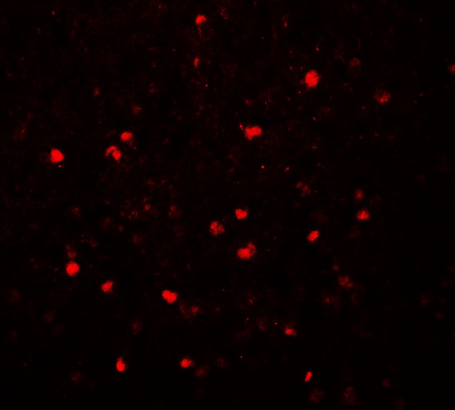 SREBP2 Antibody - BSA Free
