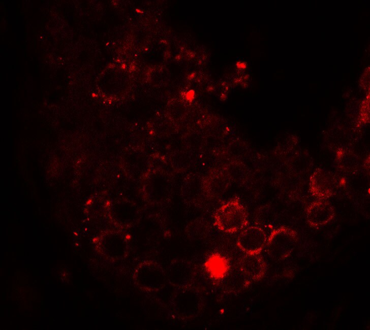HDAC6 Antibody - BSA Free