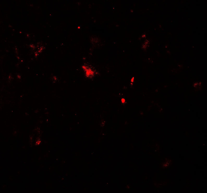 Parkin Antibody - BSA Free