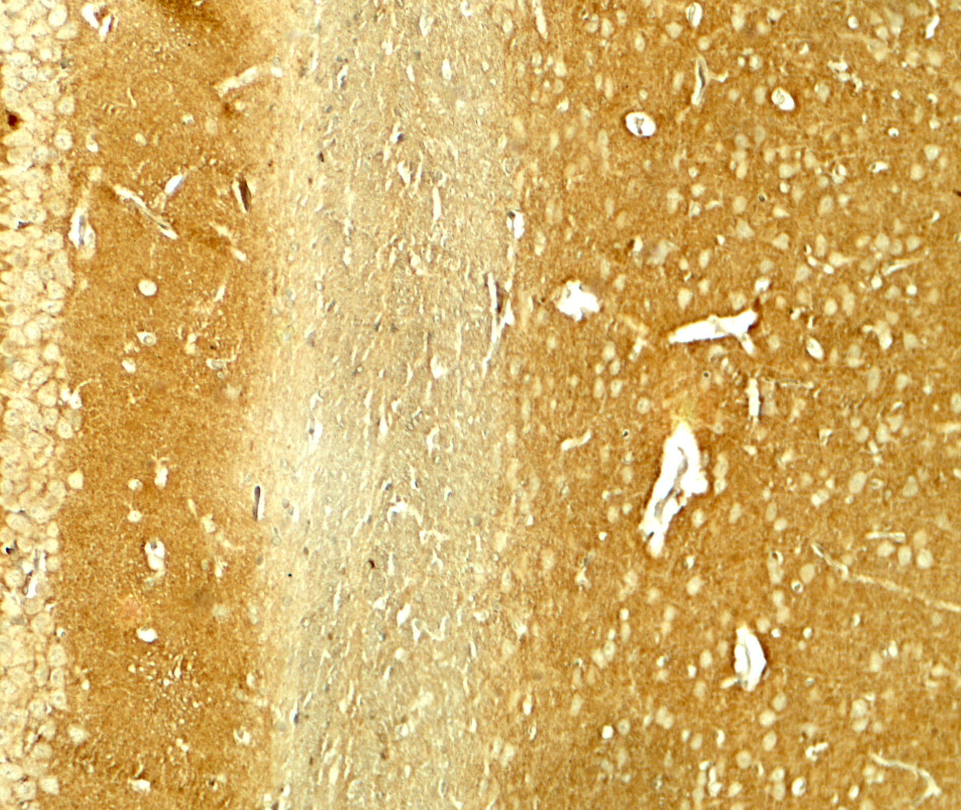 alpha-Synuclein Antibody - BSA Free