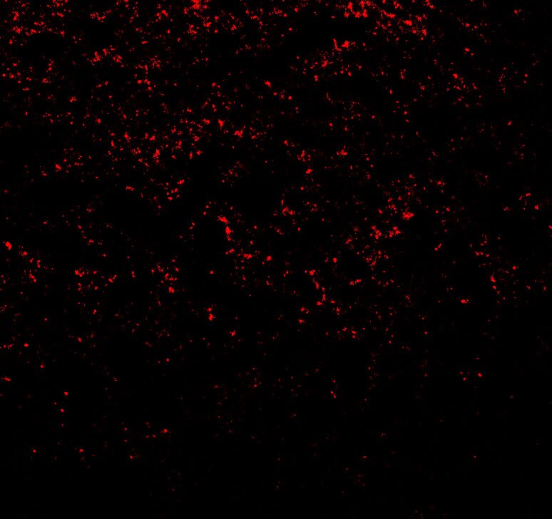 alpha-Synuclein Antibody - BSA Free