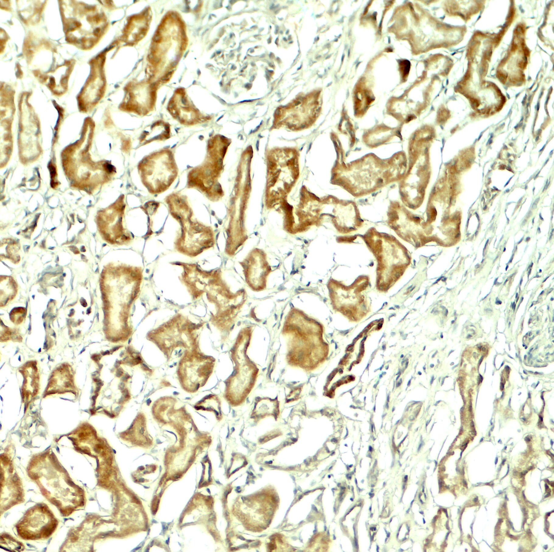 NOX1 Antibody - BSA Free