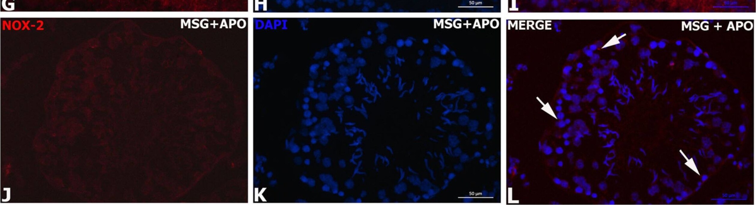 CYBB/NOX2 Antibody - BSA Free