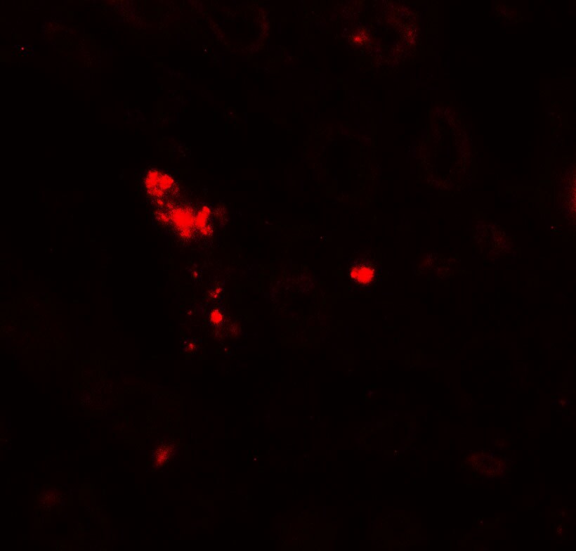 NOX3 Antibody - BSA Free