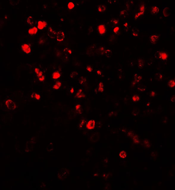 Nox4 Antibody - BSA Free