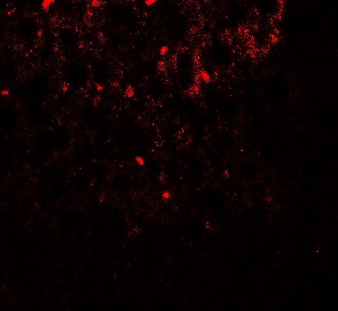 SHBG Antibody - BSA Free
