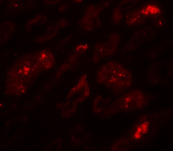 BATF3 Antibody - BSA Free