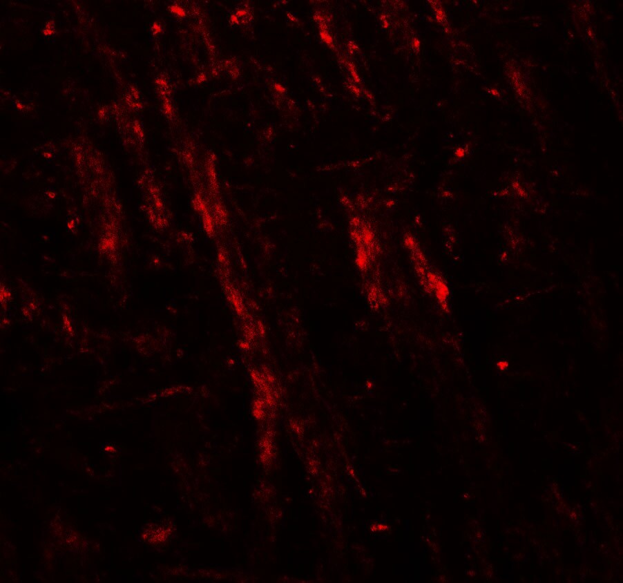Neuroligin 2/NLGN2 Antibody - BSA Free
