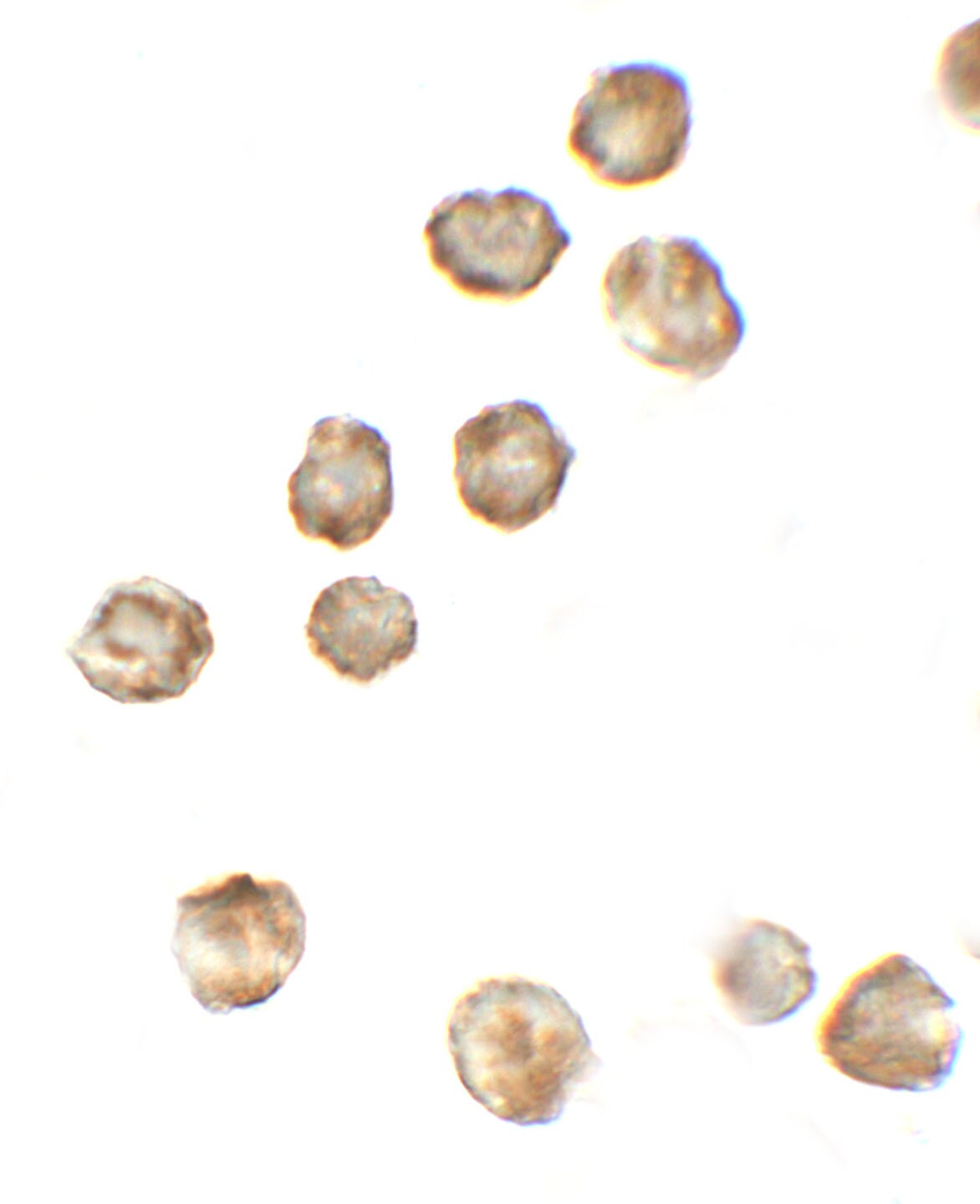 P2X7/P2RX7 Antibody - BSA Free